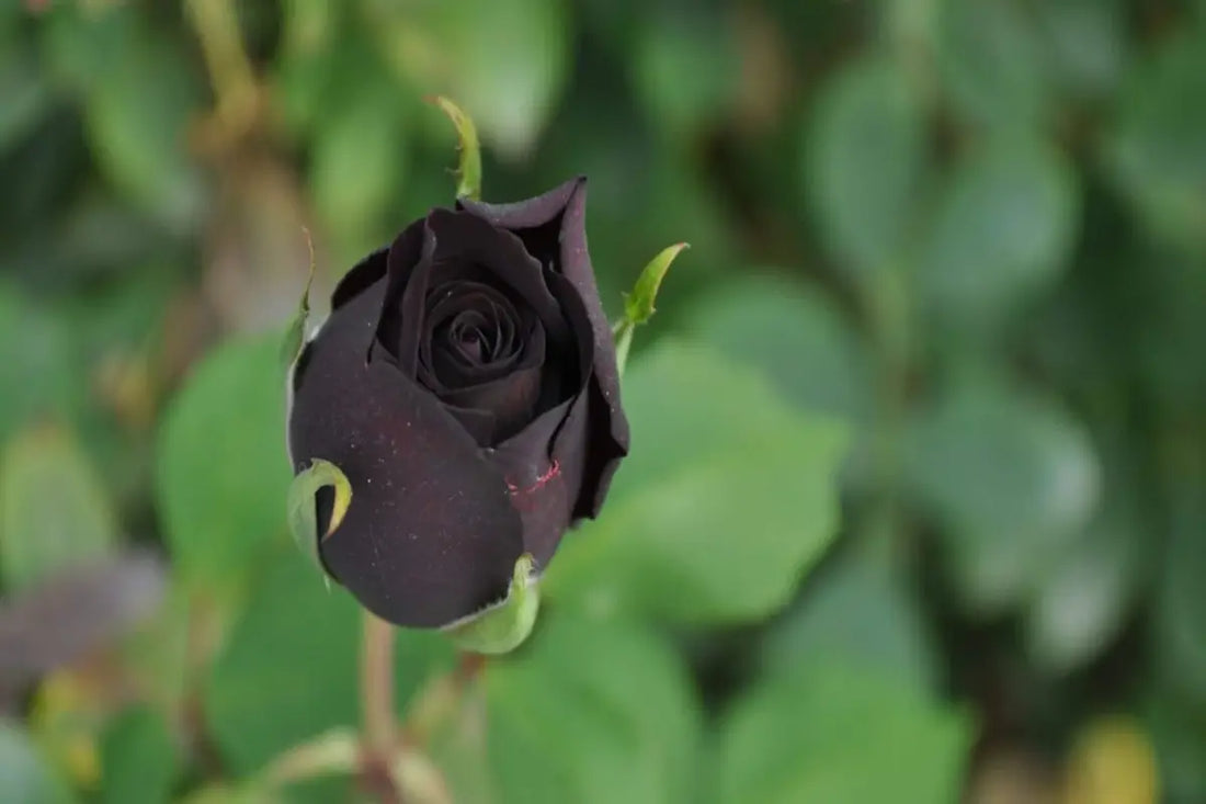 Black Roses